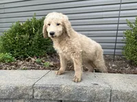 Tucker, a male English Goldendoodle for sale in Louisville, KY – Photo 1 of 3