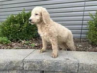 Tucker, a male English Goldendoodle for sale in Louisville, KY – Photo 2 of 3