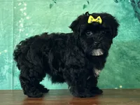 Lily, a female Bichon Frise and Yorkshire Terrier for sale in Lexington, KY – 3 of 3