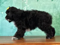 Cindy, a female Cockapoo for sale in Lexington, KY – 2 of 3