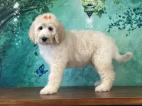 Tiara, a female Goldendoodle for sale in Lexington, KY – 2 of 3