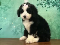 Jessie, a female Bernedoodle for sale in Lexington, KY – 3 of 3