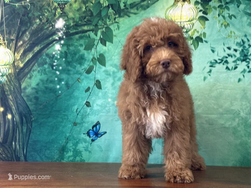 Butters  – Cockapoo puppy for sale in Lexington, KY