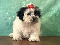 Patsy, a female Shichon for sale in Cincinnati, OH – 3 of 3