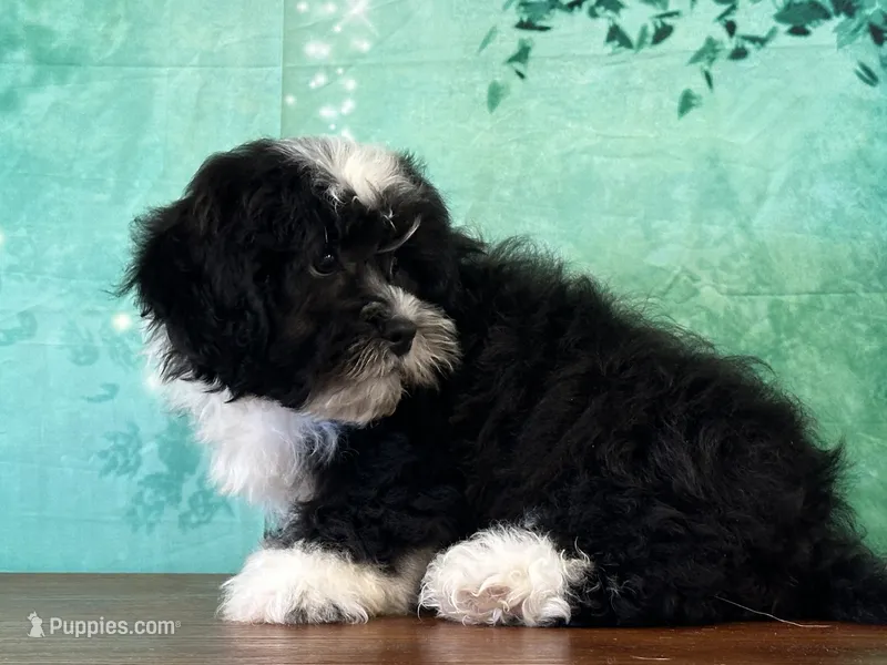 Panda  – Shichon puppy for sale in Lexington, KY