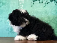 Panda , a male Shichon for sale in Lexington, KY – 1 of 3