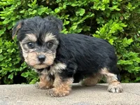 Uno, a male Bichon Frise and Yorkshire Terrier for sale in Lexington, KY – 2 of 3