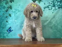 Queenie, a female Goldendoodle for sale in Lexington, KY – 1 of 3