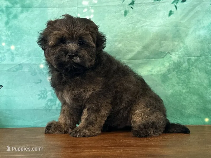 Kenny – Shichon puppy for sale in Cincinnati, OH