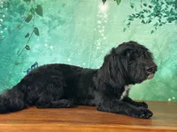 Yorke , a male Bichon Frise and Yorkshire Terrier for sale in Cincinnati, OH – 3 of 10