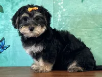 Remi, a female Bichon Frise and Yorkshire Terrier for sale in Lexington, KY – 3 of 3