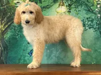 Duchess, a female Goldendoodle for sale in Cincinnati, OH – 3 of 6