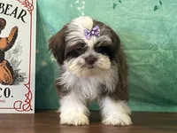 River, a female Shichon for sale in Cincinnati, OH – 2 of 3