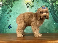 Cupcake, a female Cockapoo for sale in Lexington, KY – 3 of 4