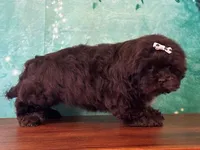 Brownies, a female Shichon for sale in Lexington, KY – 4 of 4