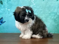 Alaska , a female Shichon for sale in Cincinnati, OH – 2 of 3