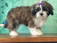 Twinkie, a female Shichon for sale in Lexington, KY – 5 of 6