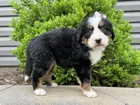 Greta, a female Bernese Mountain Dog for sale in Cincinnati, OH – Photo 3 of 3
