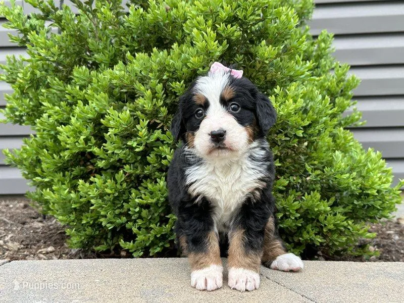 Greta – Bernese Mountain Dog puppy for sale in Cincinnati, OH