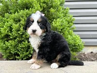 Greta, a female Bernese Mountain Dog for sale in Cincinnati, OH – Photo 2 of 3