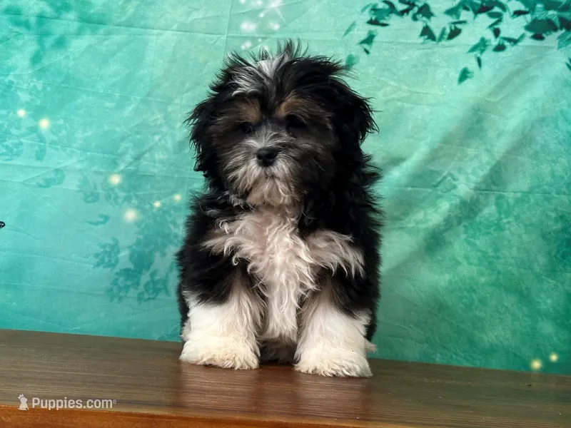 Ranger – Shichon puppy for sale in Lexington, KY