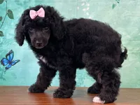 Mulan, a female Poodle - Miniature  for sale in Lexington, KY – 3 of 6