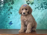 Princess, a female Goldendoodle for sale in Lexington, KY – 2 of 3