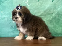 Dixie, a male Shichon for sale in Cincinnati, OH – 2 of 3