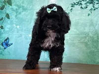 Cloe, a female Cockapoo for sale in Lexington, KY – 1 of 3