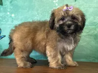 Ellie, a male Shichon for sale in Cincinnati, OH – 2 of 3