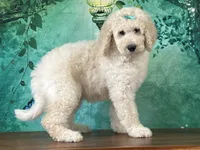 Jewel, a female Goldendoodle for sale in Lexington, KY – 3 of 3