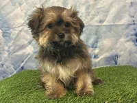 Niblet, a female Bichon Frise and Yorkshire Terrier for sale in Cincinnati, OH – Photo 1 of 3