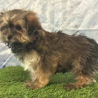 Niblet, a female Bichon Frise and Yorkshire Terrier for sale in Louisville, KY – Photo 3 of 3