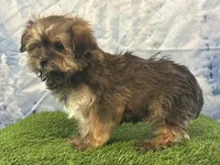 Niblet, a female Bichon Frise and Yorkshire Terrier for sale in Cincinnati, OH – Photo 3 of 3