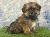 Niblet, a female Bichon Frise and Yorkshire Terrier for sale in Cincinnati, OH – Photo 2 of 3