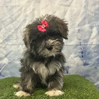 Yvette, a female Bichon Frise and Yorkshire Terrier for sale in Cincinnati, OH – Photo 1 of 3