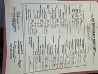 Yvette, a female Bichon Frise and Yorkshire Terrier for sale in Cincinnati, OH – Photo 4 of 5