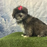 Yvette, a female Bichon Frise and Yorkshire Terrier for sale in Cincinnati, OH – Photo 3 of 3