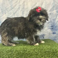 Yvette, a female Bichon Frise and Yorkshire Terrier for sale in Cincinnati, OH – Photo 2 of 3