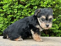 Uno, a male Bichon Frise and Yorkshire Terrier for sale in Lexington, KY – 3 of 3