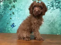 Honey, a female Cockapoo for sale in Lexington, KY – 4 of 5