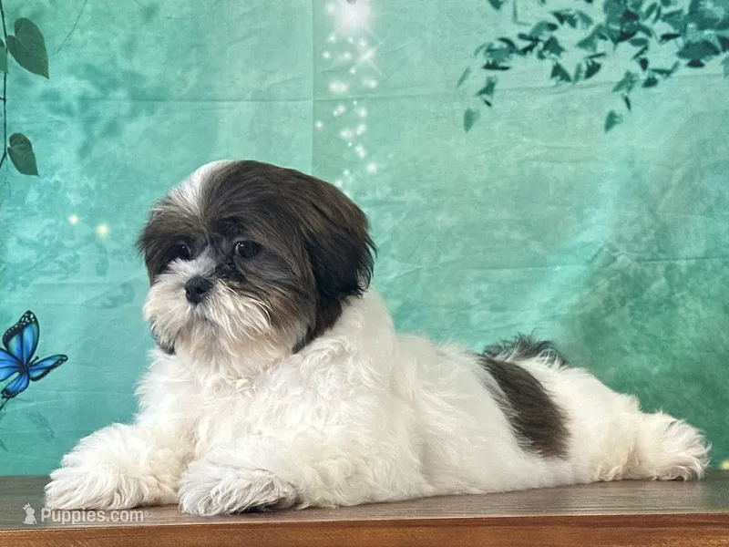 Oliver – Shih Tzu puppy for sale in Lexington, KY
