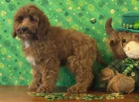 Cooper, a male Cockapoo for sale in Louisville, KY – Photo 2 of 3