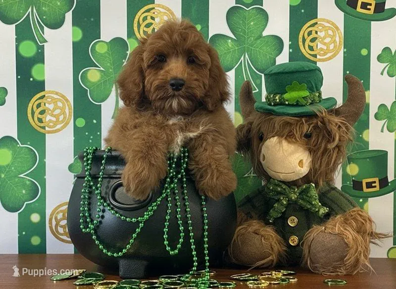 Cooper – Cockapoo puppy for sale in Louisville, KY