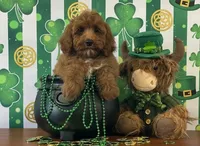 Cooper, a male Cockapoo for sale in Louisville, KY – Photo 1 of 3