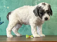 Daisy, a female Poodle - Miniature  for sale in Lexington, KY – 3 of 3