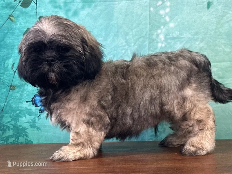 Hann – Shih Tzu puppy for sale in Cincinnati, OH