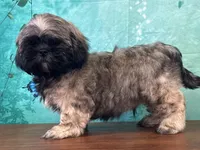 Hann, a male Shih Tzu for sale in Cincinnati, OH – 1 of 3