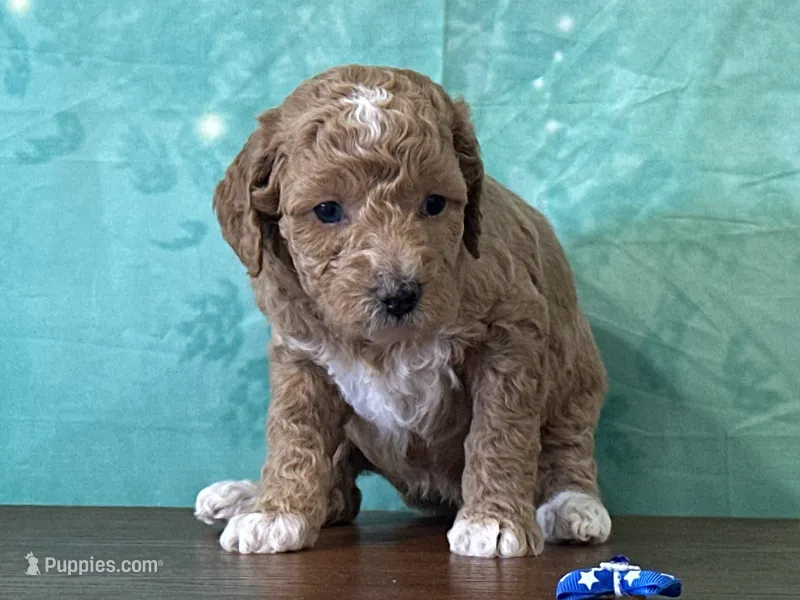 Raya – Poodle - Miniature  puppy for sale in Lexington, KY