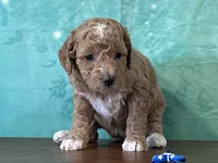 Raya, a female Poodle - Miniature  for sale in Lexington, KY – 1 of 3